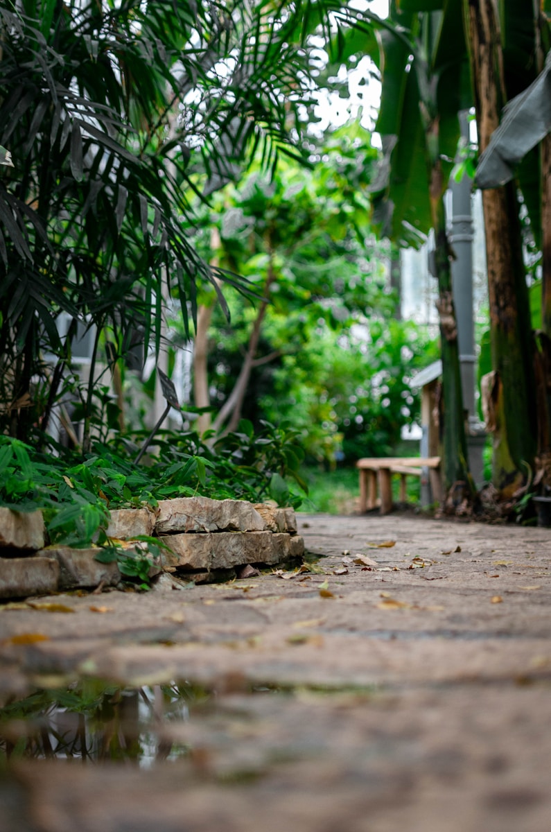 Photo by Kilyan Sockalingum green and brown leaf plant